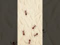 猫向け3Dゲーム 🎮 Cat TV 🐱 [Ants] | 3D HD フルエンターテインメント #Shorts