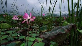 En Thaïlande, Retour Miraculeux Des Lotus Sacrés