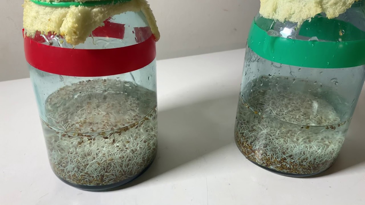 🧲 SEED 48HOUR UPDATE VIEW 🧲⚠️ YouTube