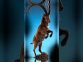 2023 markhor and 5000 bce markhor  biomethicsexplorer  ytshorts edit virusevolution animal