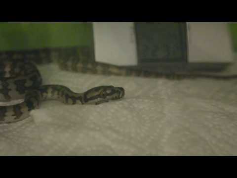 Morelia spilota yawn