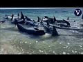 Más de 150 ballenas quedan varadas en Australia