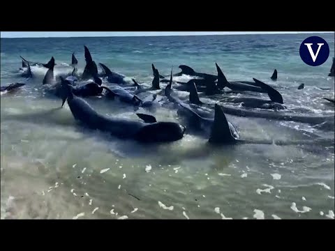 Más de 150 ballenas quedan varadas en Australia