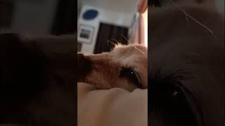 Her Natural Blind Spot Sensor: The Story of Her 'Eyebrow Antenna