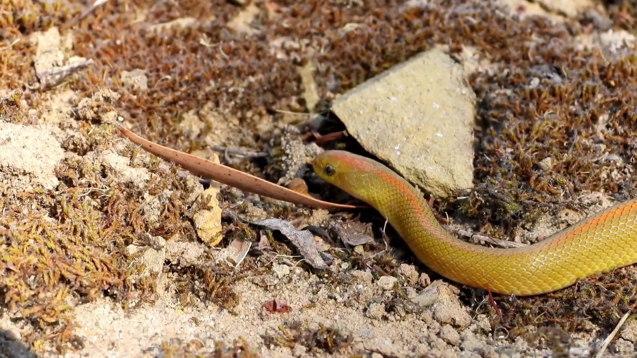 Aurora House Snake (Lamprophis aurora) burrowing through sand (20190209 ...