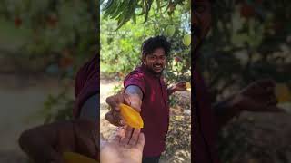 Hidden Mango Garden Near Machilipatnam 🥭 #shorts #HiddenPlace #MangoFarm #Machilipatnam #VillageLife