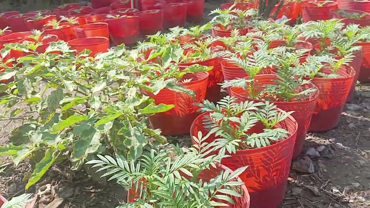 Cập nhật Vạn Thọ 26/11