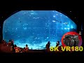 8K VR180 S.E.A. AQUARIUM MAIN TANK SENTOSA SINGAPORE 45 million Litres 36m long 3D Travel/ASMR/Music