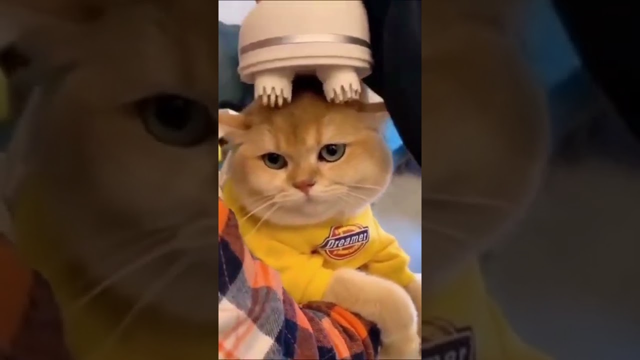 wonderful cat getting a head massage 