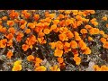 Nature: Poppies in California