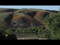 Nature: Poppies in California