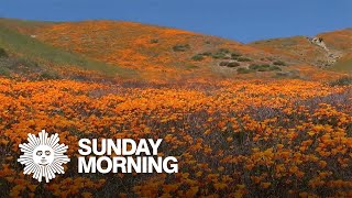 Nature: Poppies in California What Is California Flower