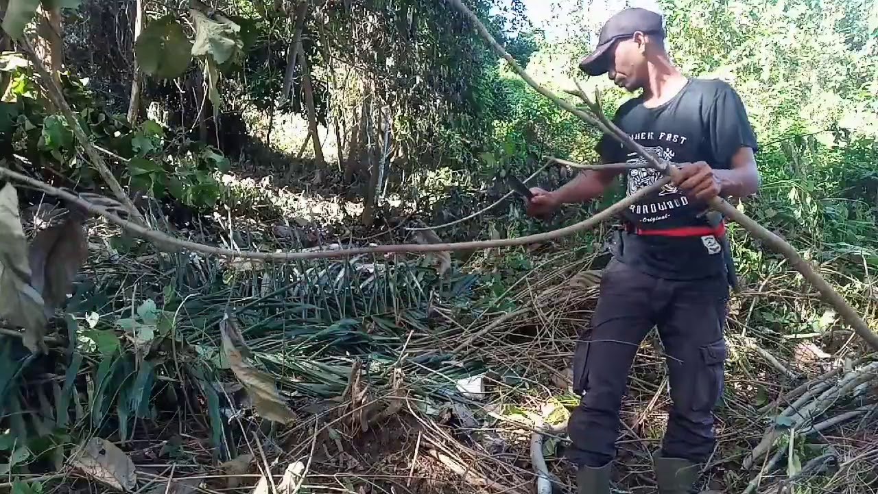 Mikat burung pleci mata hitam di kebun alhasil dapat sepasang 