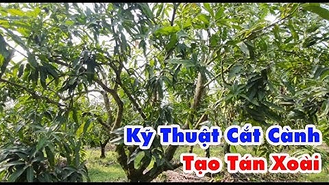 Kỹ Thuật Cắt Cành, Tạo Tán Cây Xoài | A1 TV - NHỮNG GIẢI PHÁP CỤ THỂ TRÊN CÂY TRỒNG