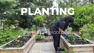 Planing my summer garden || peppers, marigolds, artichokes!! #summergarden #planting #garden
