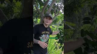 5 Easiest Fruit Trees for Beginners!