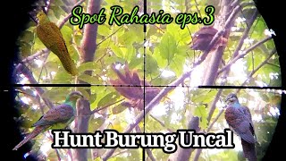 Berburu burung Uncal Loreng | spot Rahasia eps.3
