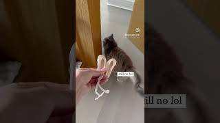 Putting pointe shoes on my cat - Isabella Boylston