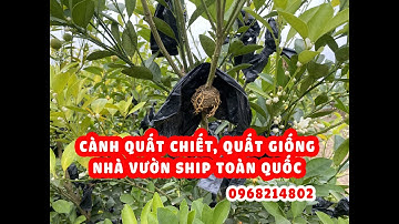 Vườn quất chiết đẹp rễ vàng ươm, quất chiết chuẩn - Nhà vườn ship cây toàn quốc quay video trực tiếp