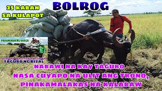 NABAWI NI BOLROG ANG TRONO KAY TAGURO BILANG PINAKAMALAKAS NA KALABAW BUHAY BUKID JRTV