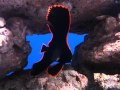 Dusky Batfish - Captive Raised
