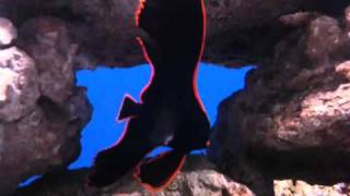 Dusky Batfish - Captive Raised