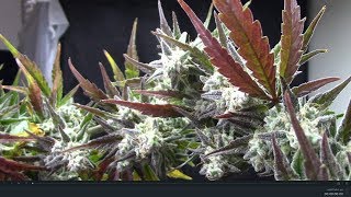 S5:E8 Harvest OG kush, and Auto fresh candy autoflower cannabis screenshot 5