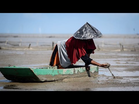 Video: Pesisir Laut Negara Pulau Assateague