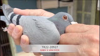 Tr22-20927 Ejder Gaby X Van Dyck