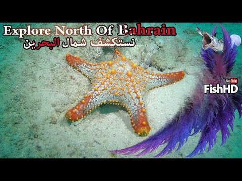 رحلة إستكشاف شمال البحرين    