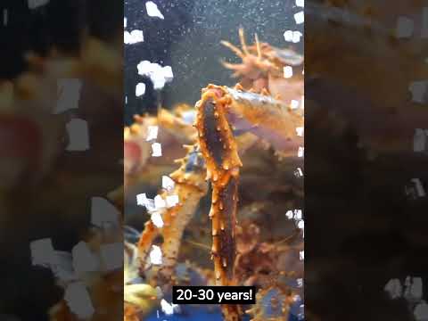 5 Fascinating Red