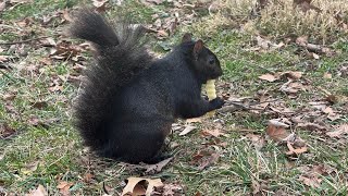 Squirrels of Central Park    #nyc #centralpark #squirrel 
