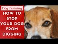 How To Stop Dogs From Digging