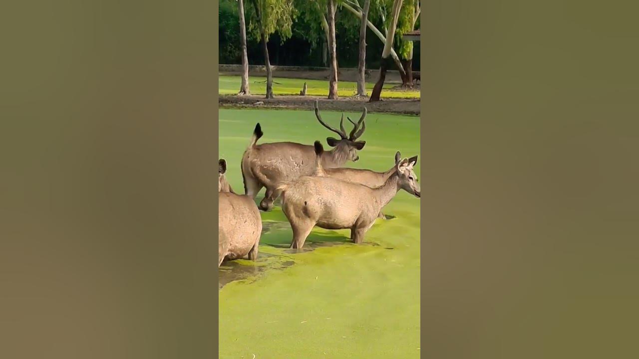 Largest Deer Largest Deer Of Asia Sambar Deer Wildlife Sambar largest-deer-largest-deer-of-asia-sambar-deer-wildlife-sambar