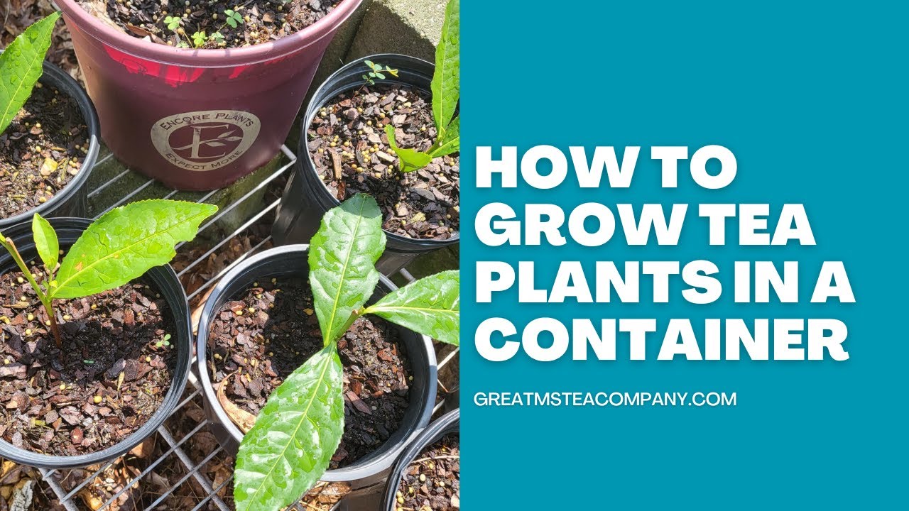 How to grow a tea plant (Camellia Sinensis) in a container.