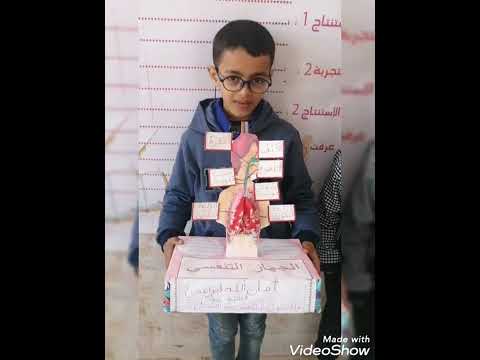 مجسم الجهاز التنفسي إعداد امان الله ابراهمي