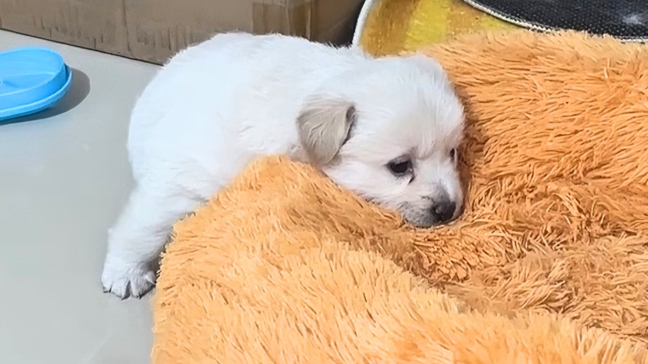 Сироты на холоде: бездомные щенки потеряли родителей. Что теперь?