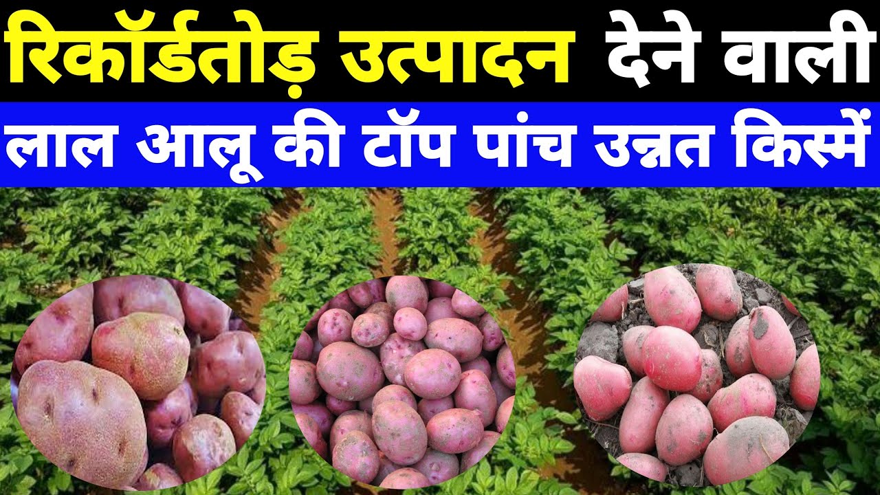 लाल आलू की सबसे ज्यादा पैदावार देने वाली टॉप 5 उन्नत किस्में| Red Potato Top 5 Unnat Variety|