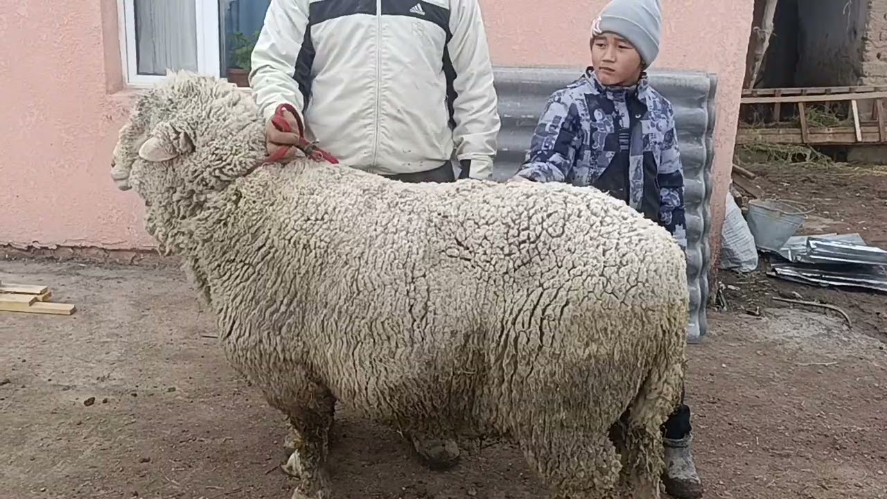 Таза меринос Кочкор 0703250947