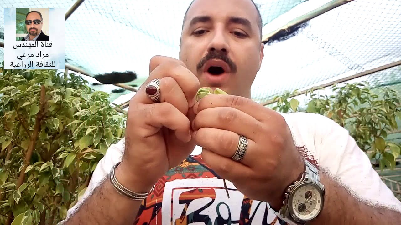 فيكس وطرق تكاثر وترقيد الهوائى Ficus حلقة 75