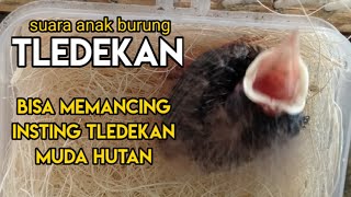 Suara lapar anak burung tledekan