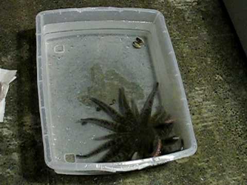 Sea star attacking clam auf YouTube ansehen Sea star attacking clam auf YouTube ansehen