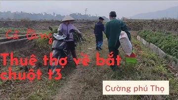 cao thủ bắt chuột đồng miền Bắc, đi bắt chuột cho bà con t3 / Cường Phú Thọ