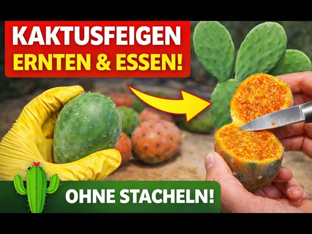 Kaktusfeigen richtig ernten, aufschneiden & essen  So gehts ohne Stacheln