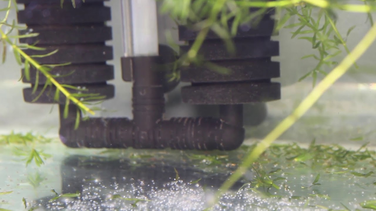 GOLDFISH EGGS HATCH YouTube