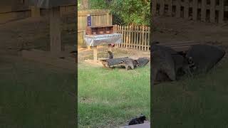Raccoon proof feral cat feeding station.