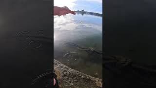 how to catch shrimp super fast and easy #fishing #shrimp #fyp