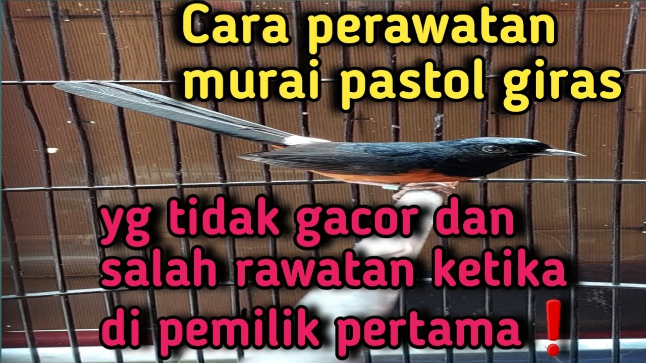 Cara perawatan murai pastol 9 bln tipikal giras yg tidak gacor❗️