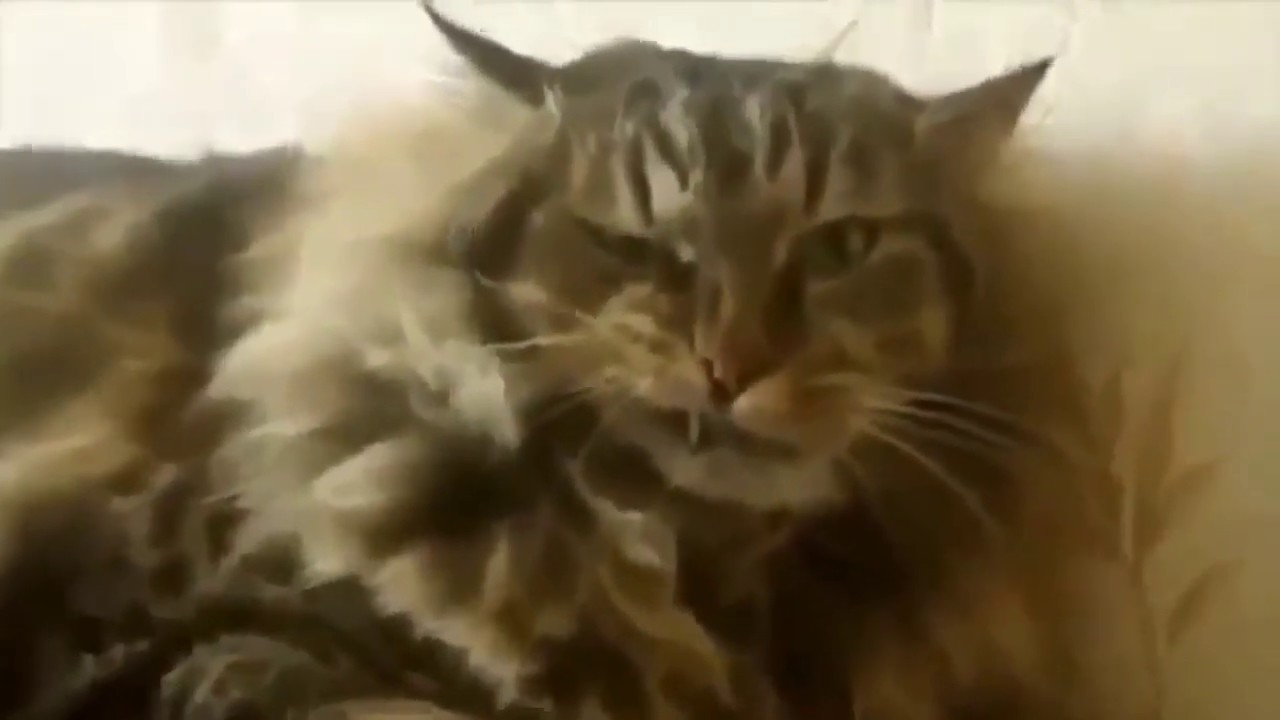 Super funny cats)) 