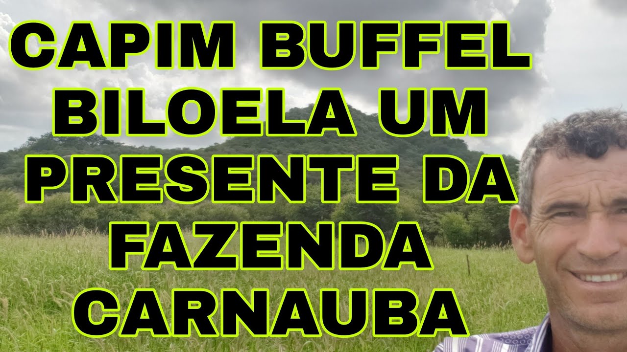 Capim Buffel Biloela, um presente da Fazenda Carnauba! YouTube